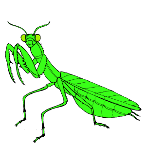 Mantis PNG