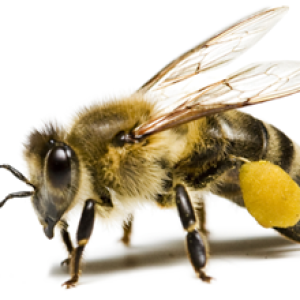 Bee PNG image