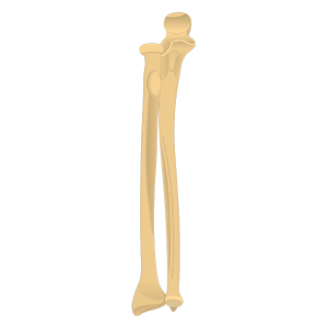 Bone PNG