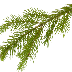 Fir-tree PNG image