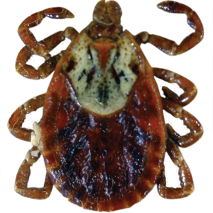 Tick insect PNG