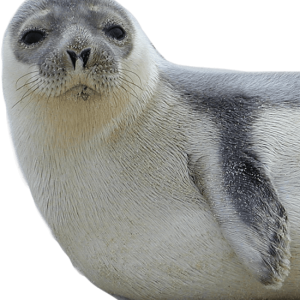 Harbor seal PNG