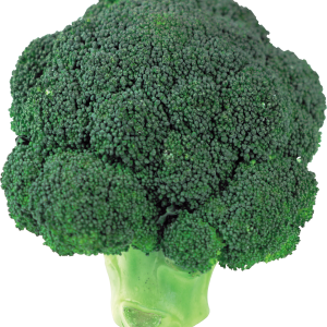 Broccoli PNG image