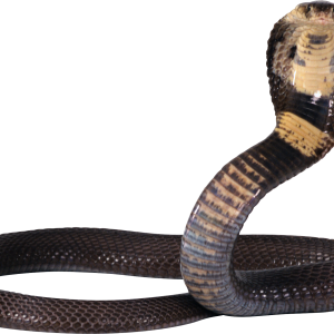 Cobra PNG