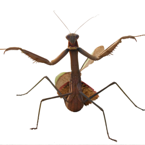 Mantis PNG