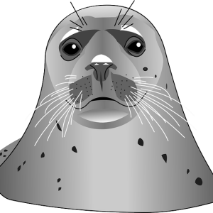 Harbor seal PNG