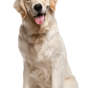 Labrador Retriever PNG