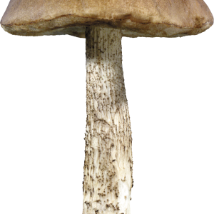 Mushroom PNG image