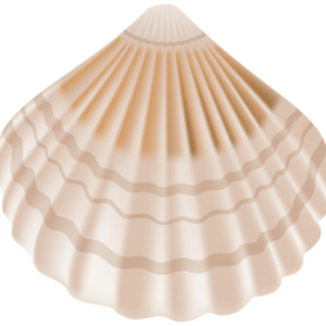 Seashell PNG