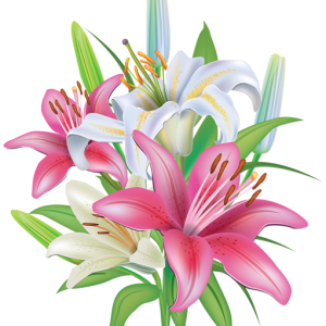 Lilium PNG