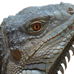 Iguana PNG