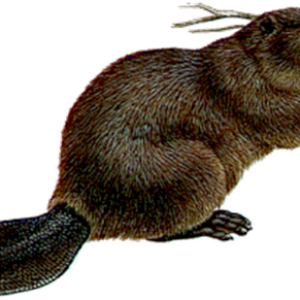 Beaver PNG