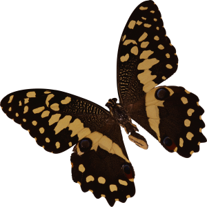 Butterfly PNG