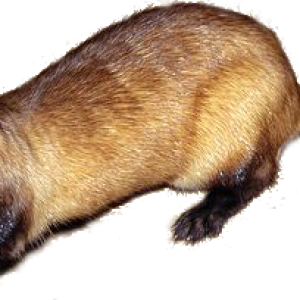 Ferret PNG