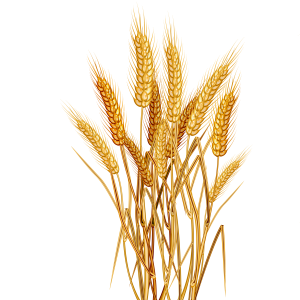 Wheat PNG