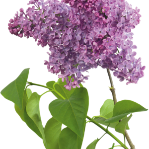 Lilac PNG