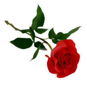 Rose PNG