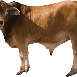 cow PNG