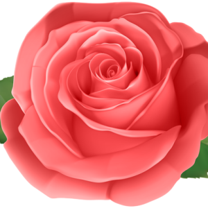 Rose PNG