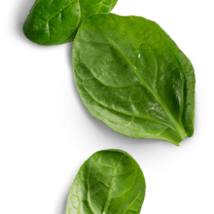 Spinach PNG