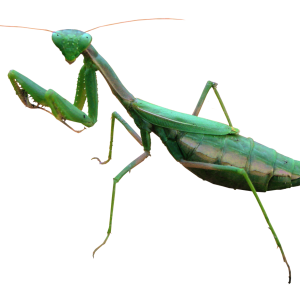 Mantis PNG