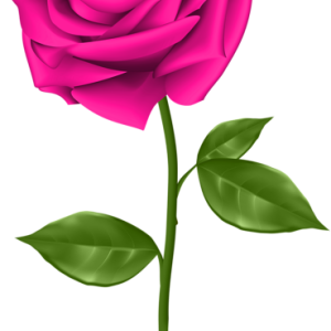Rose PNG