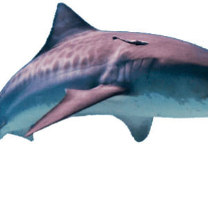Shark PNG image