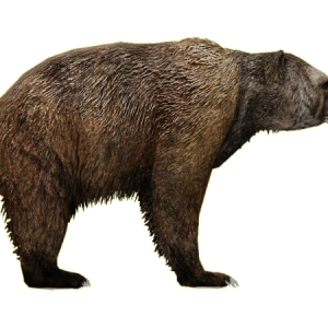 bear PNG