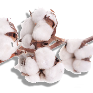Cotton PNG