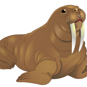 Walrus PNG image