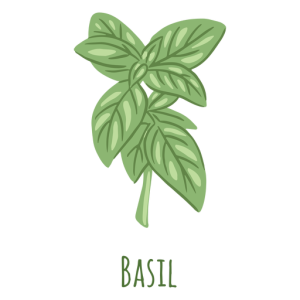 Basil PNG