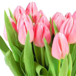 Tulip PNG image