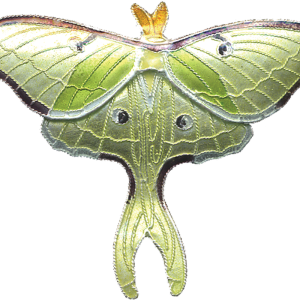 Moth PNG