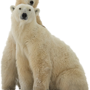Polar white bear PNG