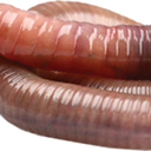 earthworm worm PNG