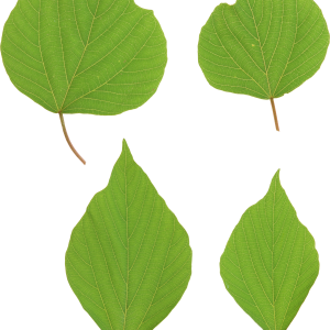 Green leaves picture PNG