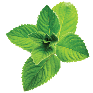 Pepermint PNG