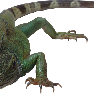 Lizard PNG