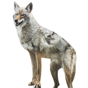 Jackal, coyote PNG