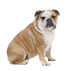 Bulldog PNG