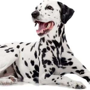 Dalmatian PNG