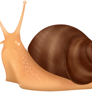 Snail PNG