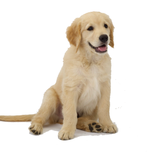 Labrador Retriever PNG