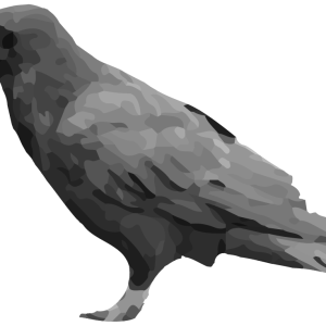 Raven PNG