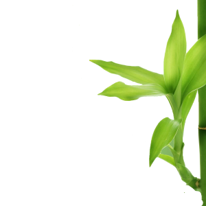 Bamboo PNG