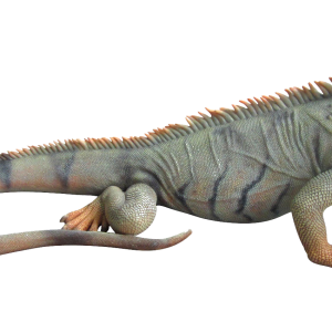 Iguana PNG