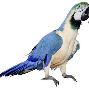 Parrot PNG images, free download
