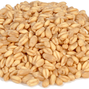 Wheat PNG