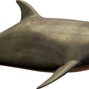 Dolphin PNG image