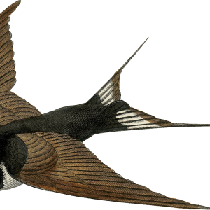 Swallow PNG